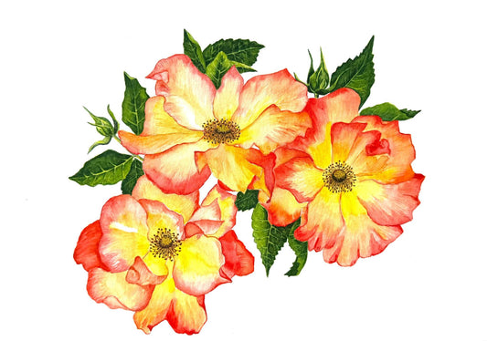 Original watercolour rose painting titled Sunburst Roses featuring vibrant red, yellow, and orange roses with green leaves on archival paper.