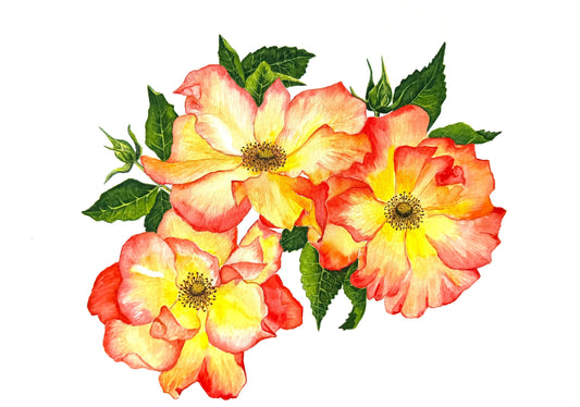 Original watercolour rose painting titled Sunburst Roses featuring vibrant red, yellow, and orange roses with green leaves on archival paper.