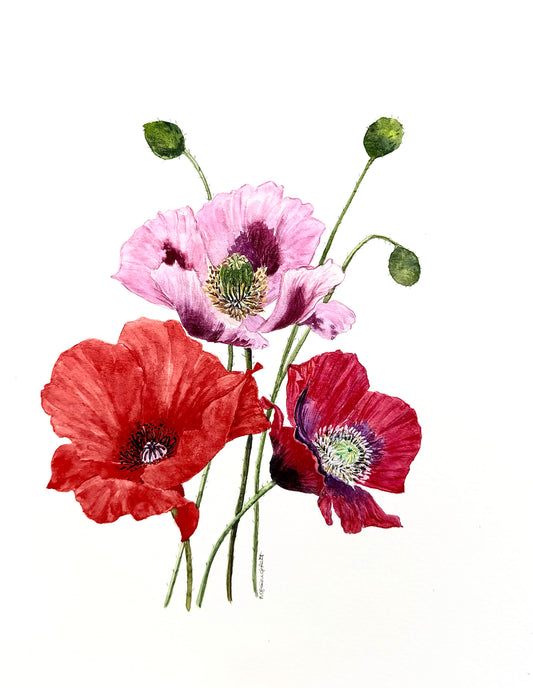 Original watercolour flower painting, Poppy serenade or flower enthusiasts,
8 x 10 inches
Certificate of authenticity included.
Free Shipping.