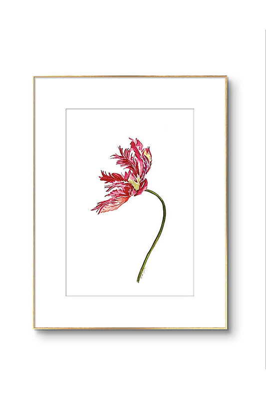 Original Floral Art Parrot Tulip Watercolour painting.