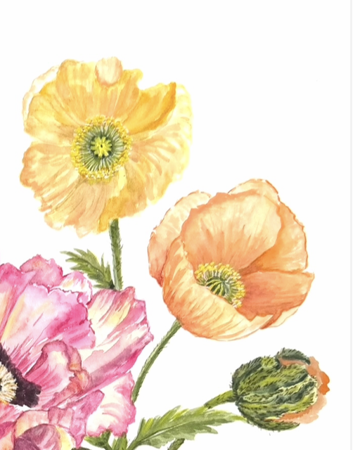 This original watercolour floral painting, " Title Poppy Love" features expressive multicolour poppy blooms on archival 300gsm paper 12 x 18 inches
