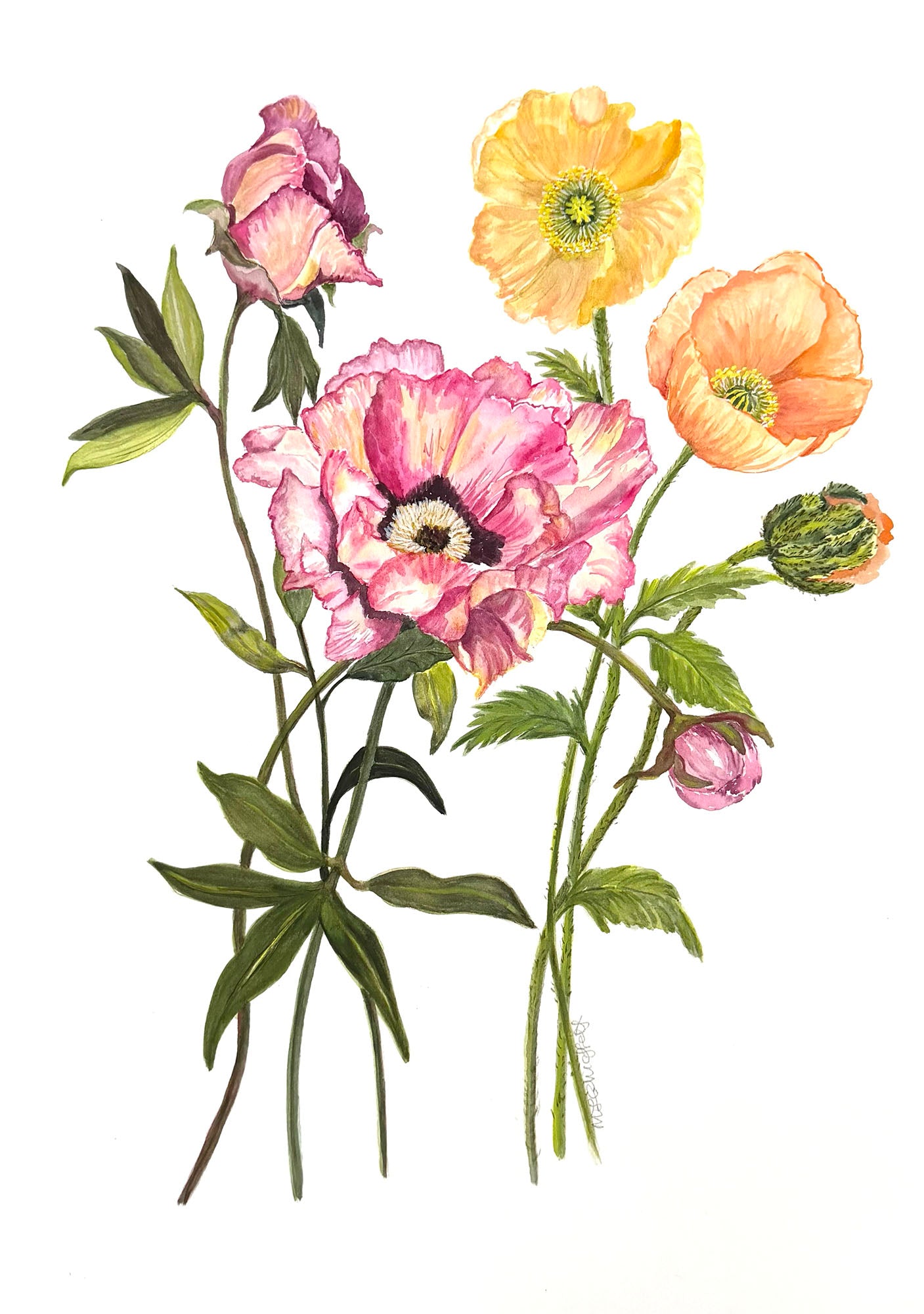 Colourful original poppy flower watercolour painting on a white background.