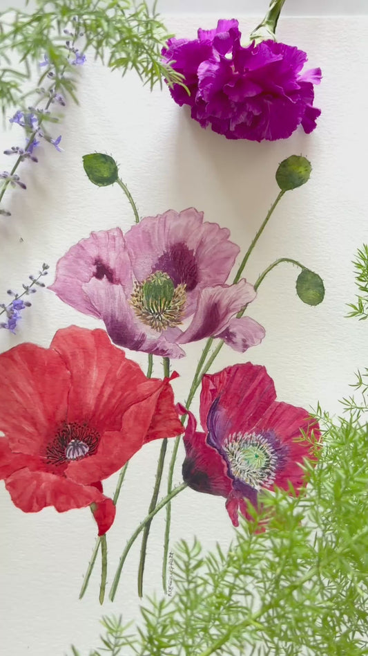 Original Watercolour  Flower Painting, Poppy Serenade.