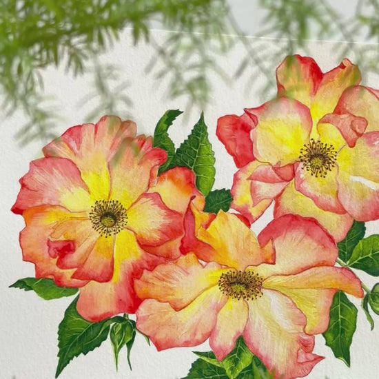 Original-rose-watercolor-painting-sunburst-floral-art-8x10. By Mary-Jane G. Moffett. A video showing an expressive watercolour painting of a floral cluster. The three roses are rendered with soft, wet on wet blending showcasing a warm colour from fiery red to golden yellow, complemented by fresh green leaves and fine brushwork details. 