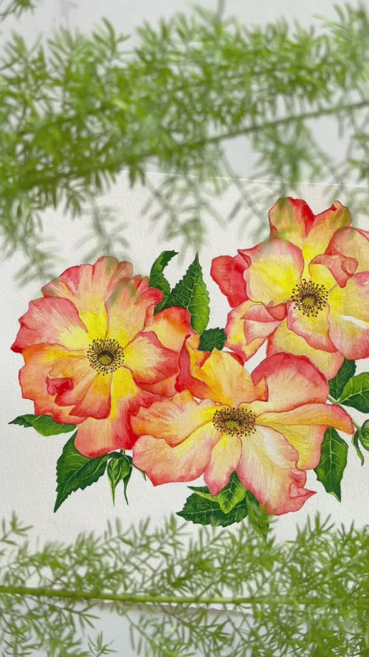 Original Watercolour flower Painting, Sunburst Roses.