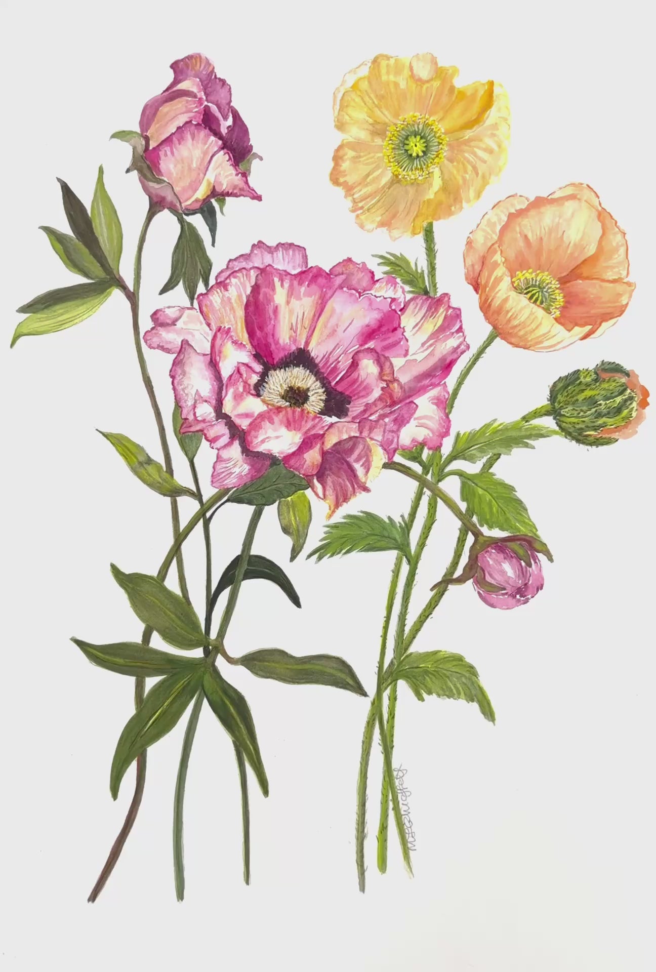 Colourful original poppy flower watercolour painting on a white background.