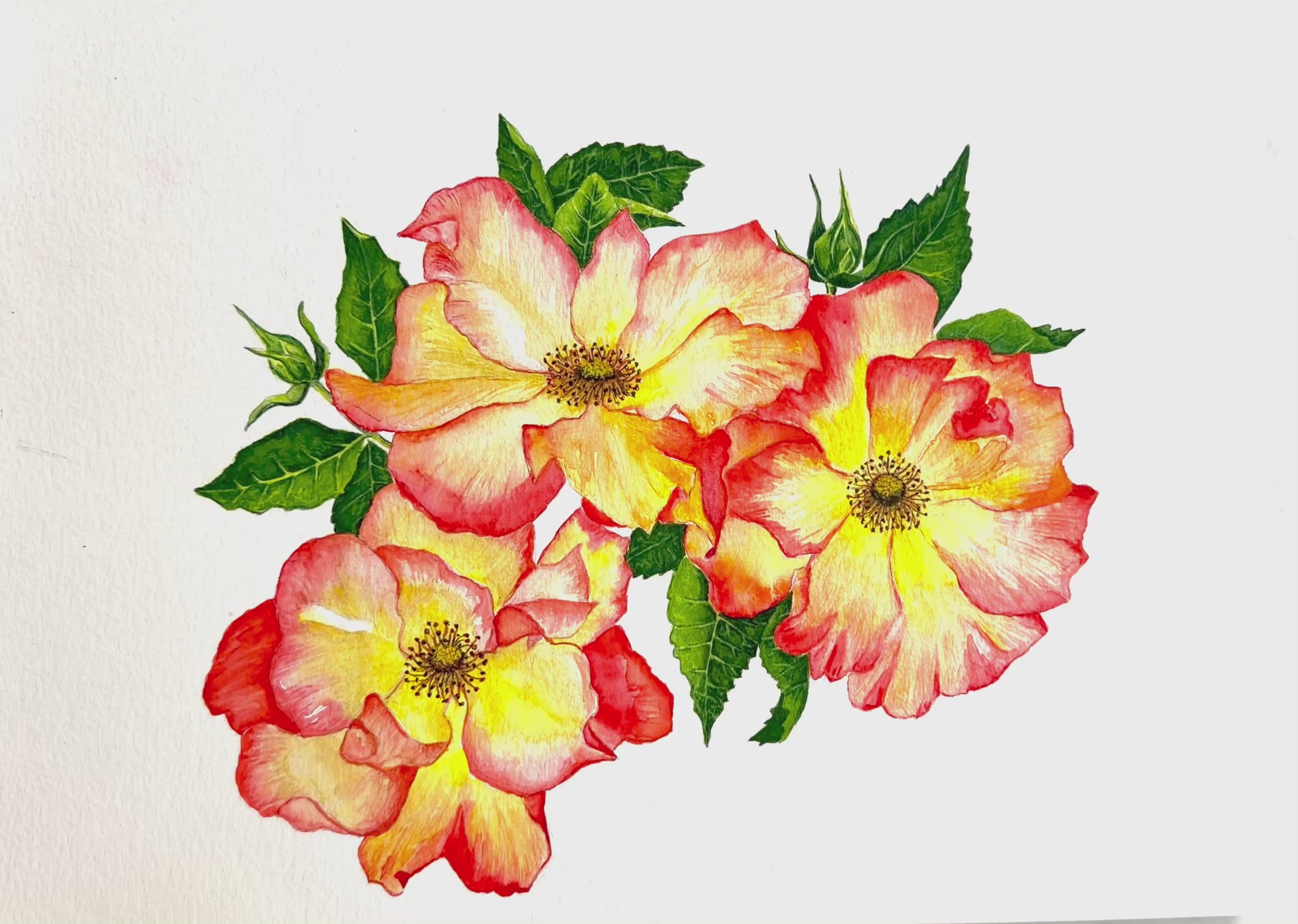 Video -Colourful  original watercolour floral painting with orange and yellow flowers on a white background
