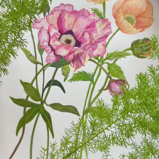 Video of an expressive  original watercolour botanical study of poppies, titled popy love, capturing the delicate, crinkled textures of pink, yellow and orange petals with soft shading and realistic serrated green leaves. Wonderful gift or for flower art collectors.