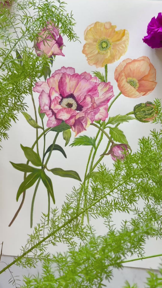 Video of an expressive  original watercolour botanical study of poppies, titled popy love, capturing the delicate, crinkled textures of pink, yellow and orange petals with soft shading and realistic serrated green leaves. Wonderful gift or for flower art collectors.