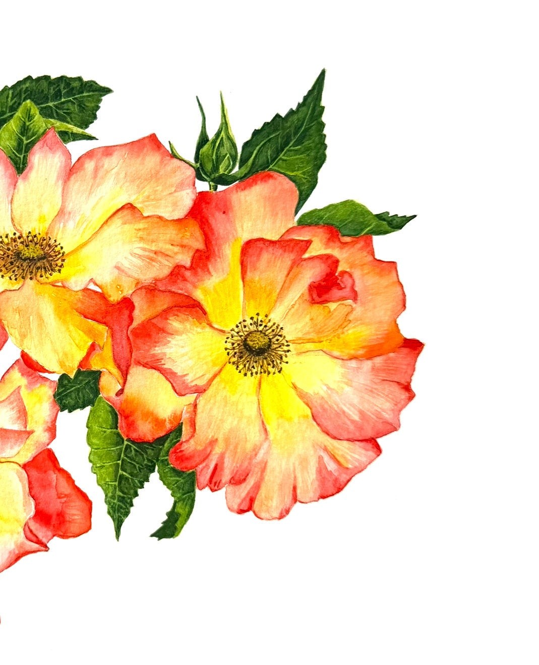 Original watercolour rose painting titled Sunburst Roses in warm red, yellow, and orange hues with green leaves on archival paper