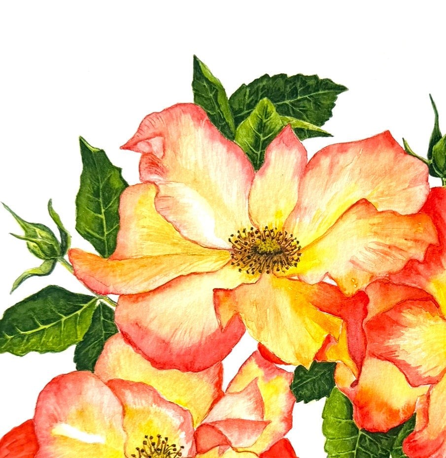 Original watercolour rose painting Sunburst Roses in warm red, yellow, and orange hues with green leaves on 8x10 acid-free paper