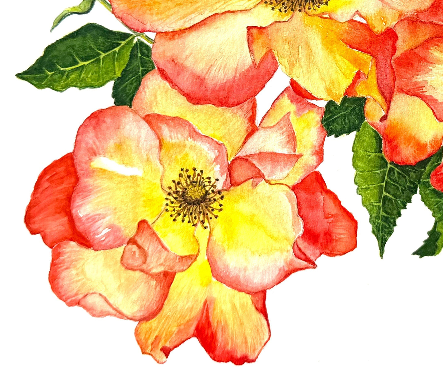 Original watercolour rose painting featuring sunburst roses in warm red, yellow, and orange hues with green leaves on 8x10 inch archival paper