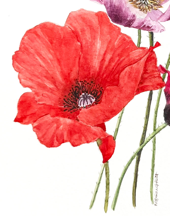 Original Watercolour Poppy Flower Painting, 8 x 10