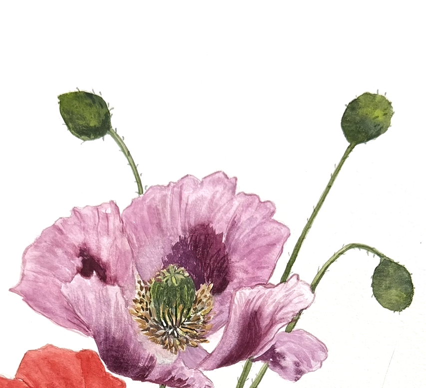 Original Watercolour painting of three poppy flowers on a white back ground, title Poppy Serenade, 8 x 10. Art for sale, for art collector , home decorating ,wall art.
