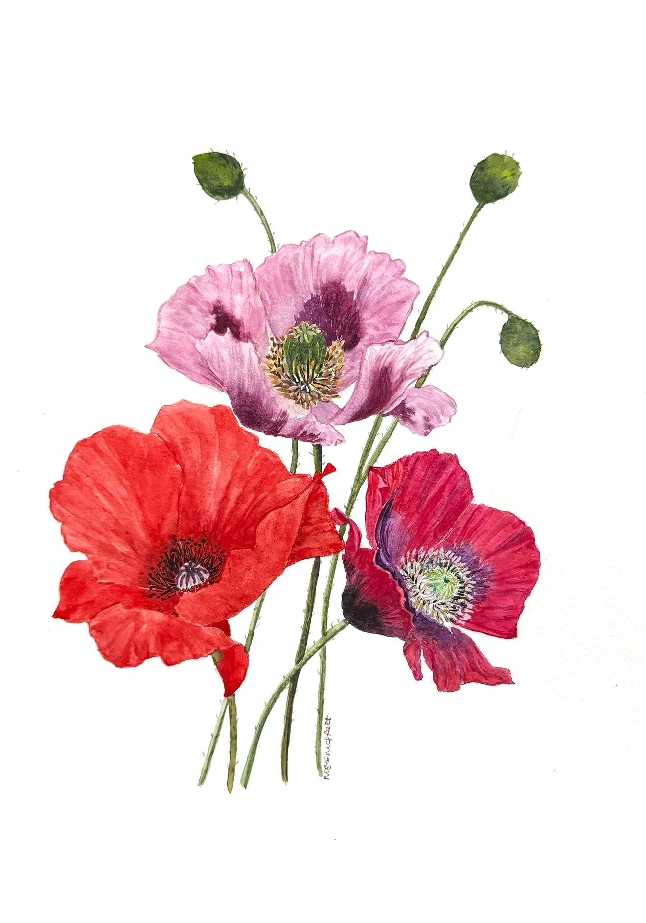 Original Watercolour painting of three poppy flowers on a white back ground, title Poppy Serenade, 8 x 10. Art for sale, for art collector , home decorating ,wall art.