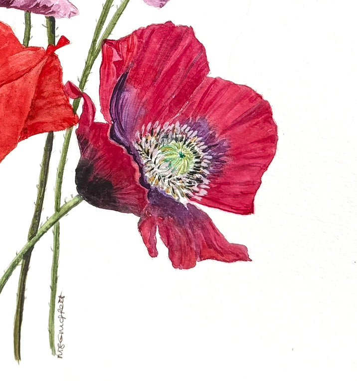 Original Watercolour painting of three poppy flowers on a white back ground, title Poppy Serenade, 8 x 10. Art for sale, for art collector , home decorating ,wall art.